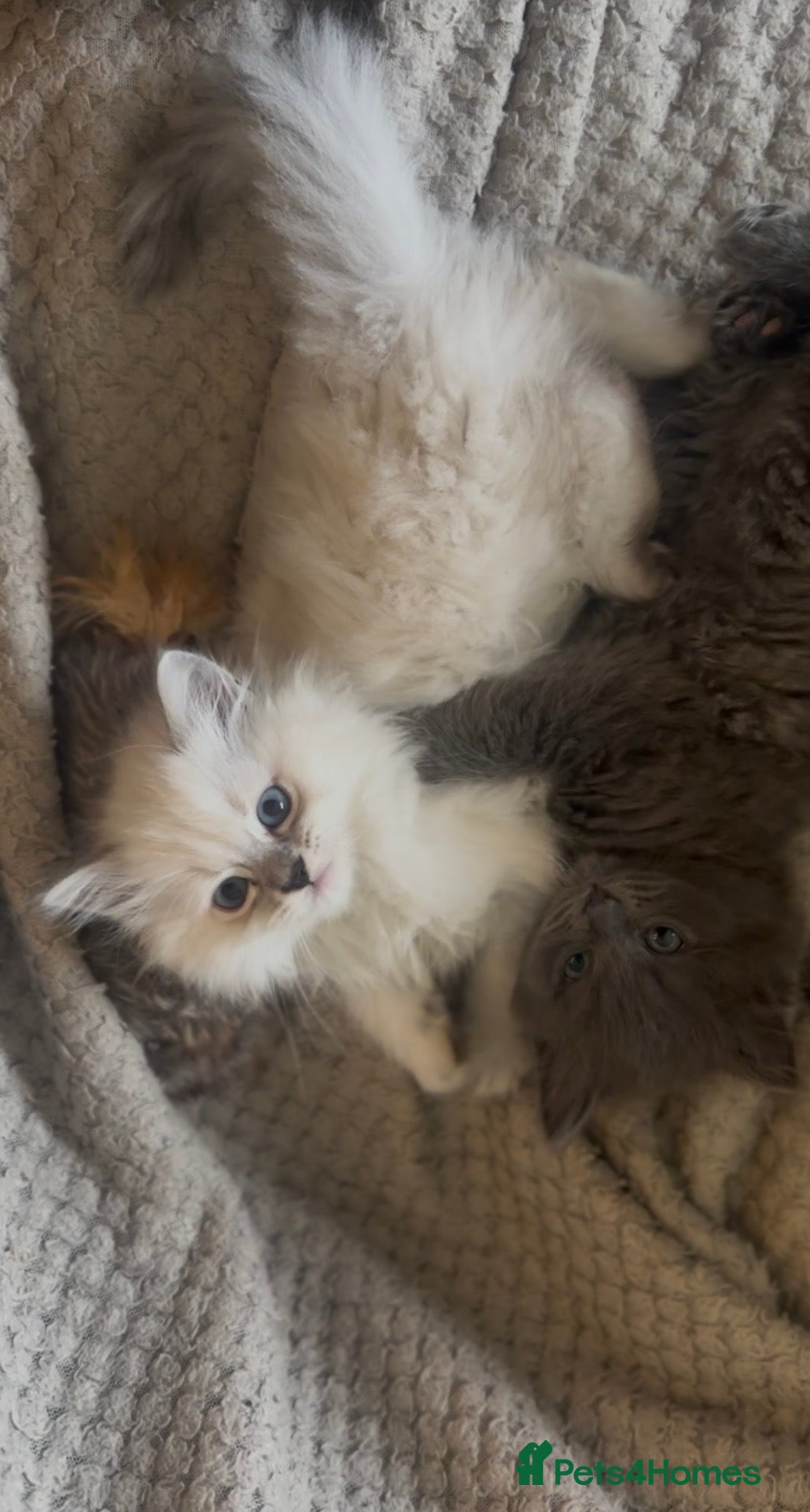 Persian cats LAST DOLLFACE CHINCHILLA PERSIAN GIRL - Advert 7