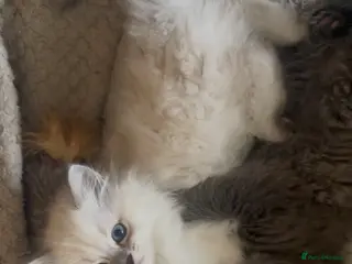 Persian cats LAST DOLLFACE CHINCHILLA PERSIAN GIRL - Advert 7