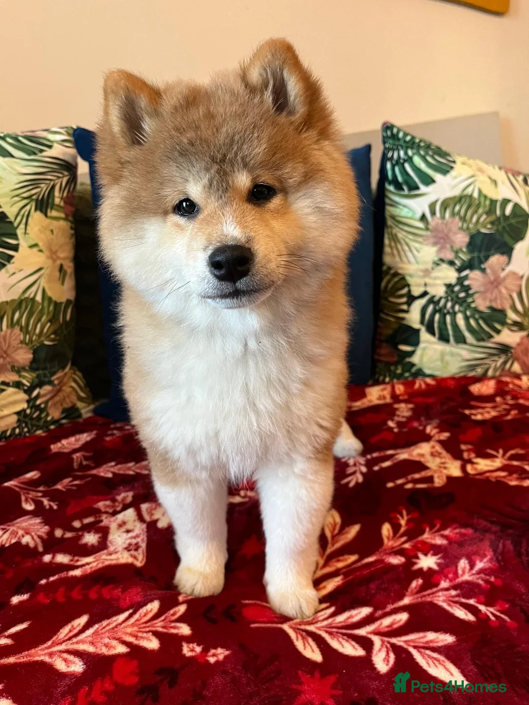 Japanese Shiba Inu dogs for sale: Adorable Japanese Shiba Inu Puppy - Advert 3