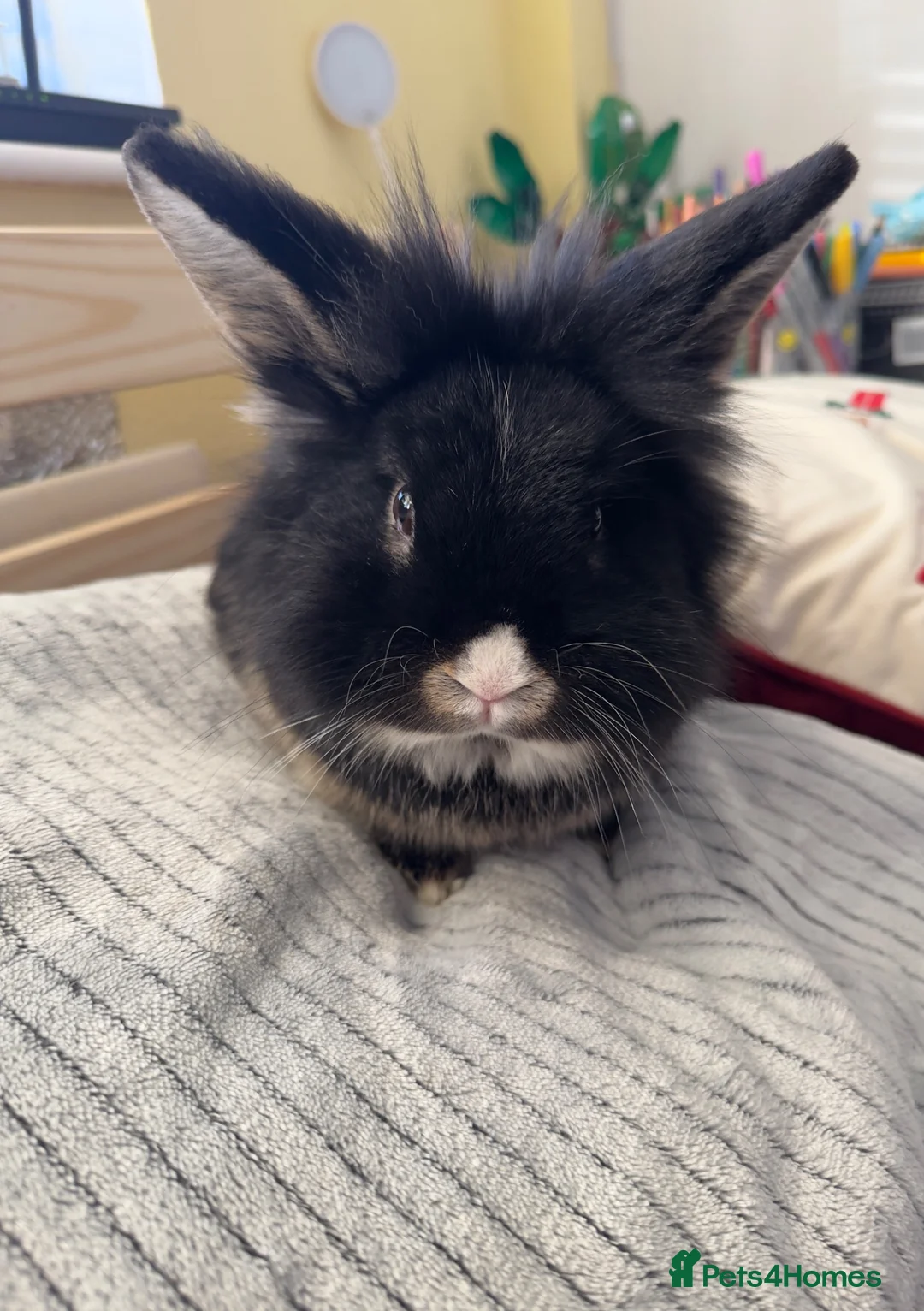 Lionhead rabbits for sale: Lionhead male for sale - Advert 2