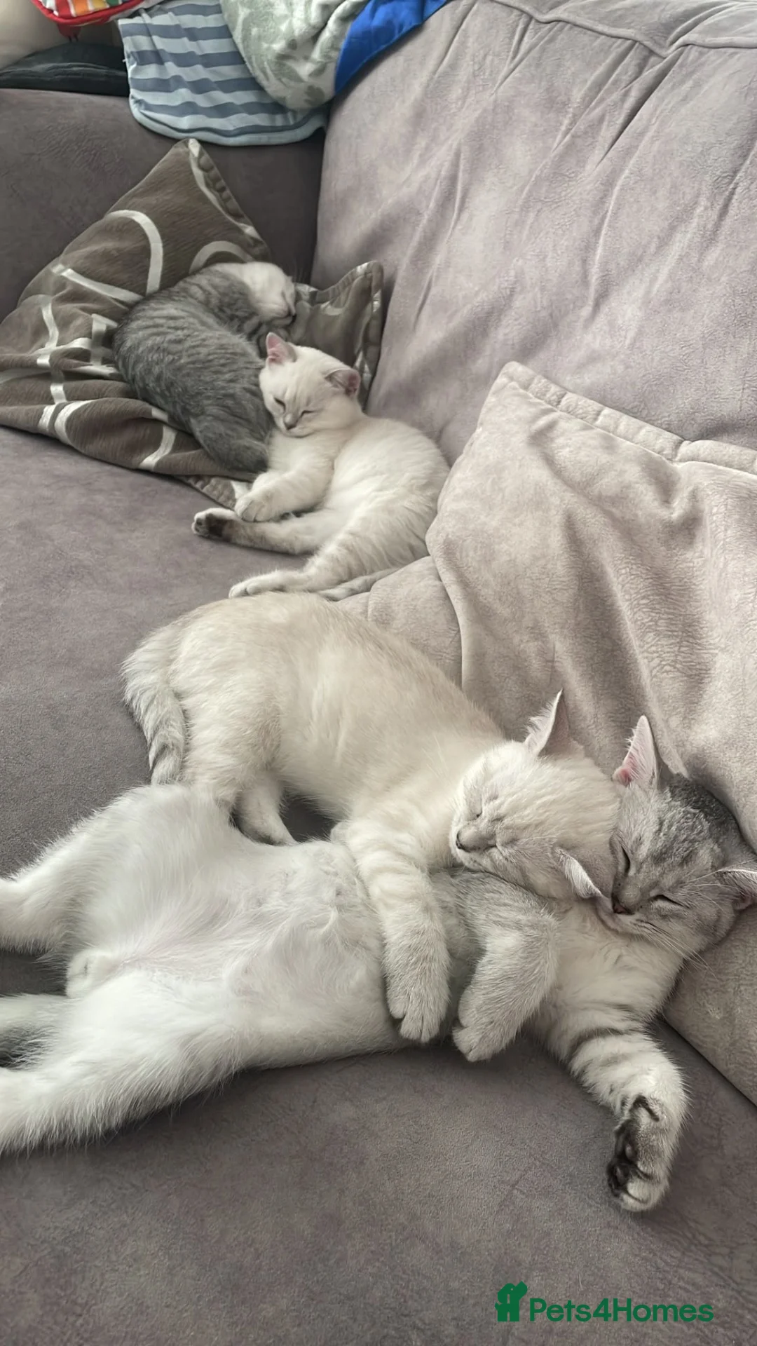 British Shorthair cats for sale: Mixed Bsh & Russian blue kittens  in Waltham Abbey - Advert 11