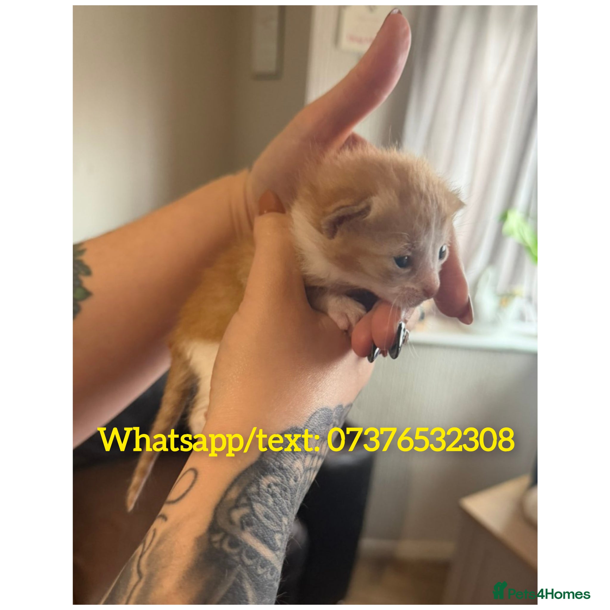 Mixed Breed cats 1 ginger MALE & 1 Black and white FEMALE left - Advert 4