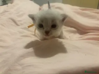 Ragdoll cats Ragdoll kittens - Advert 13