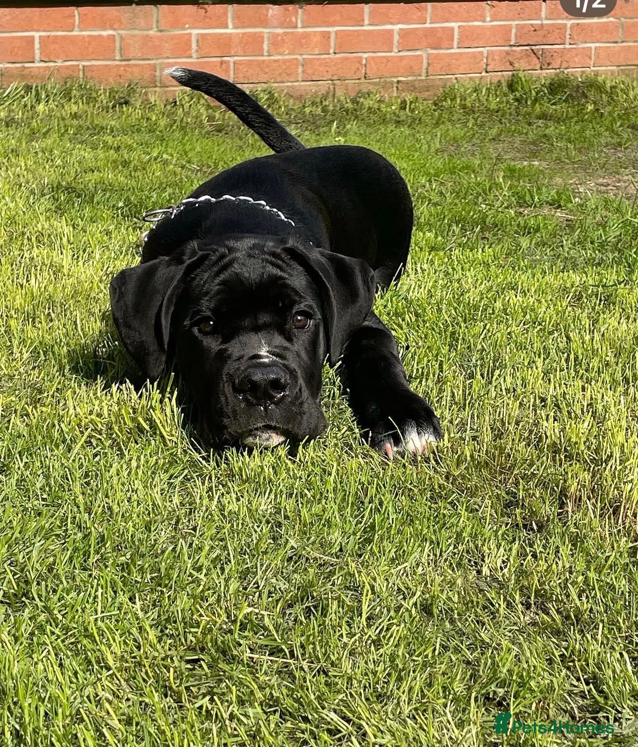 Cane Corso dogs for adoption: Male Cane Corso 3 - Advert 3