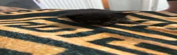 Mixed Breed cats for sale: Adorable black kittens looking for home. in Dover - Advert 2