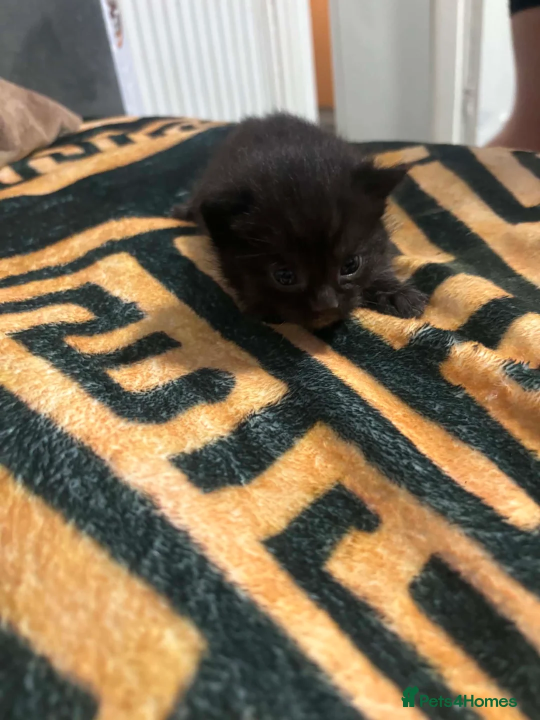 Mixed Breed cats for sale: Adorable black kittens looking for home. in Dover - Advert 2