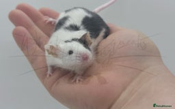 Mouse rodents for sale: male baby fancy mice (read description).  - Advert 4