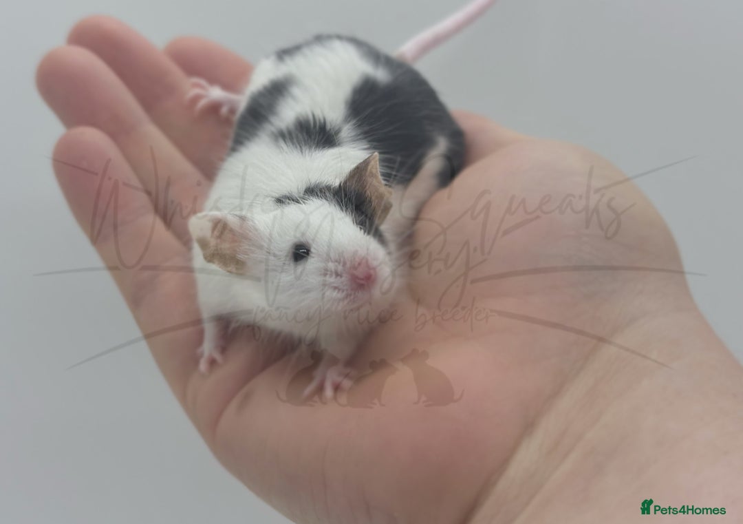 Mouse rodents for sale: male baby fancy mice (read description).  - Advert 4