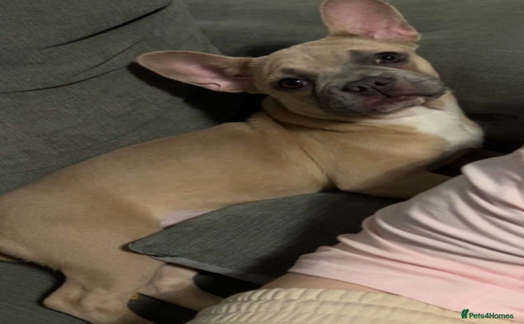 French Bulldog dogs - Advert 4