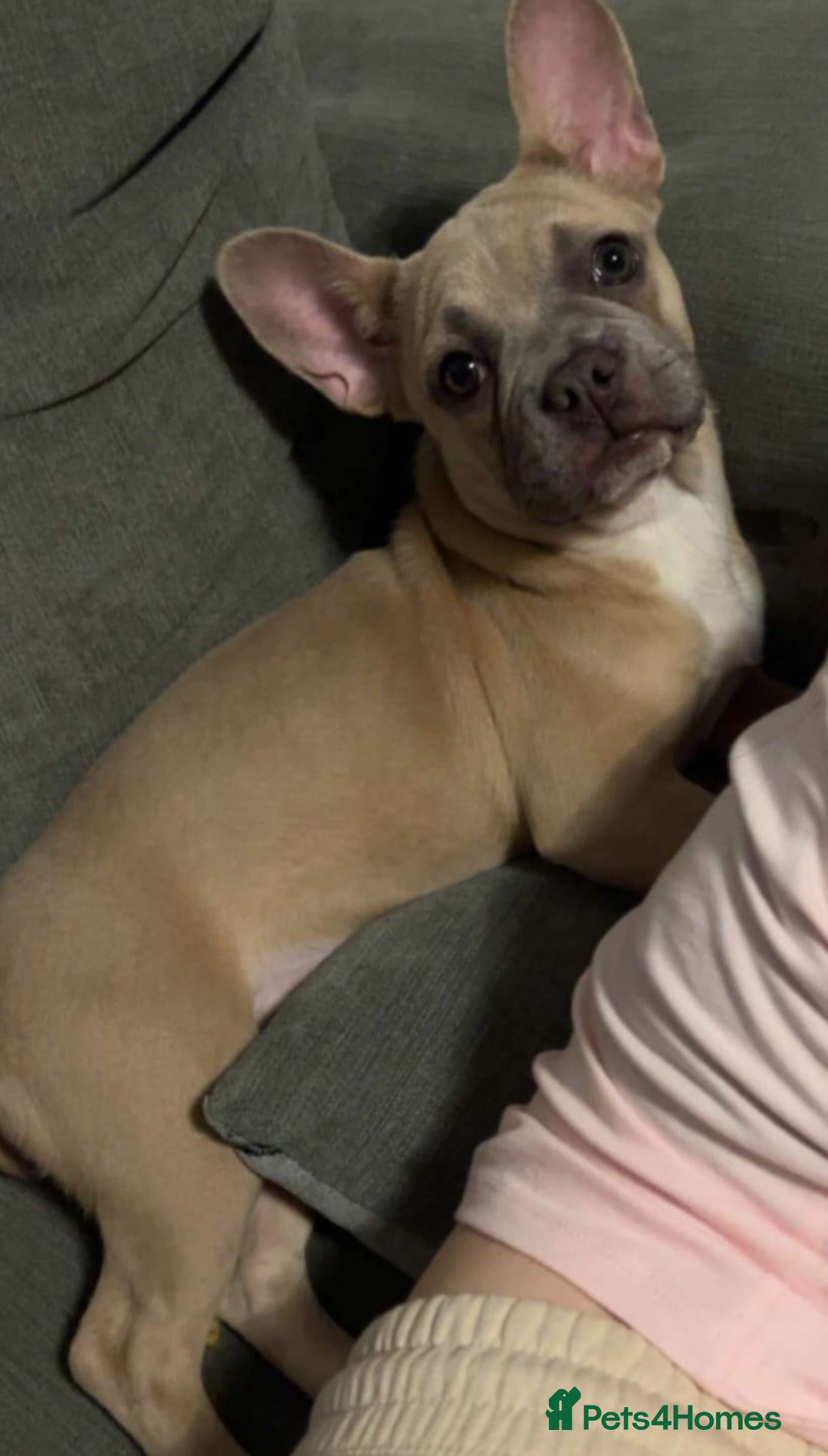 French Bulldog dogs for sale: french bulldog puppy  - Image 1