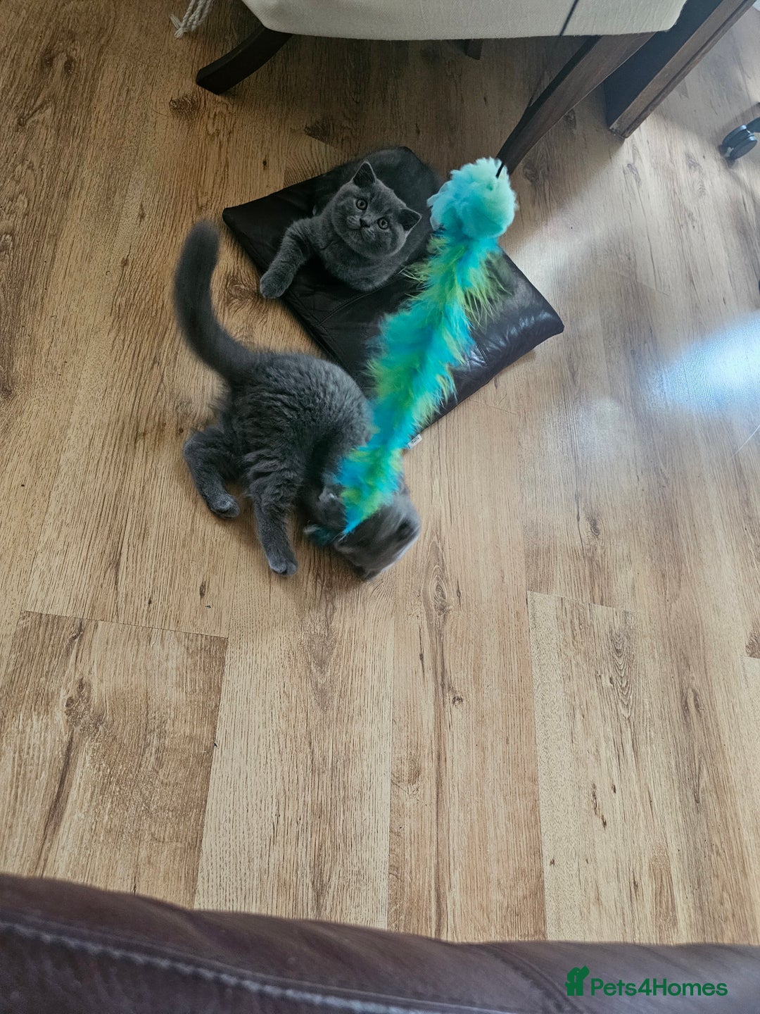 British Shorthair cats for sale: Hurry up 3 🕢Beautiful Scottish fold kitten left in Hatfield - Image 27