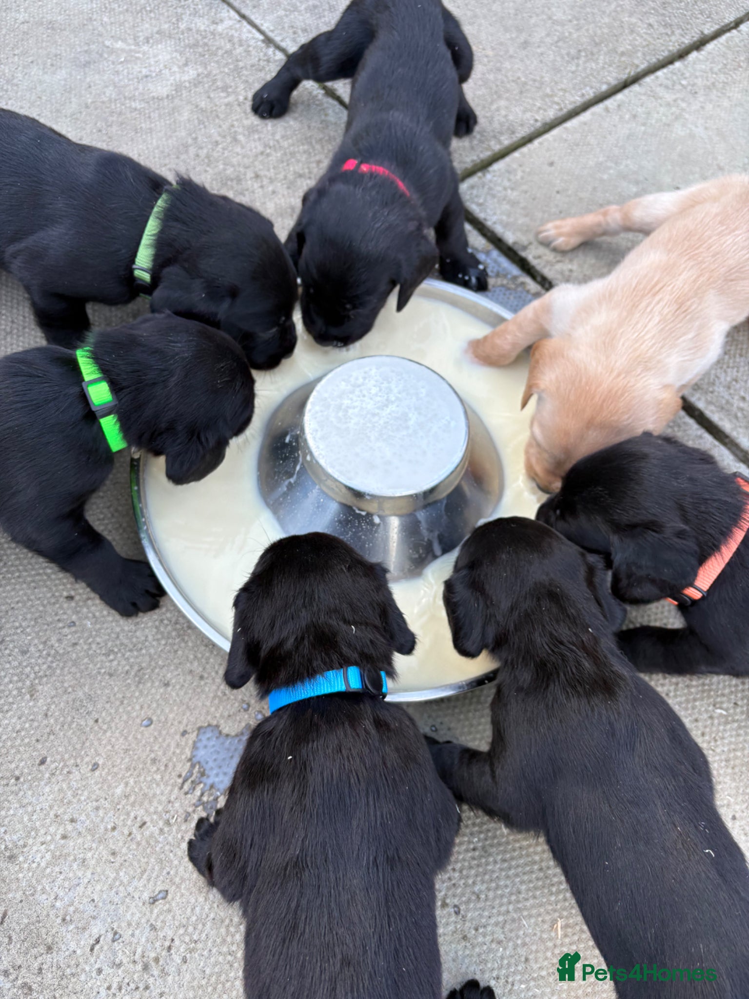 Cockerdor dogs Labrador X Cocker Spaniel Puppies - Advert 2