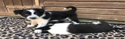 Border Collie dogs for sale: QUALITY BORDER COLLIE PUPPIES CHAMPION LINES in Cardiff - Advert 5