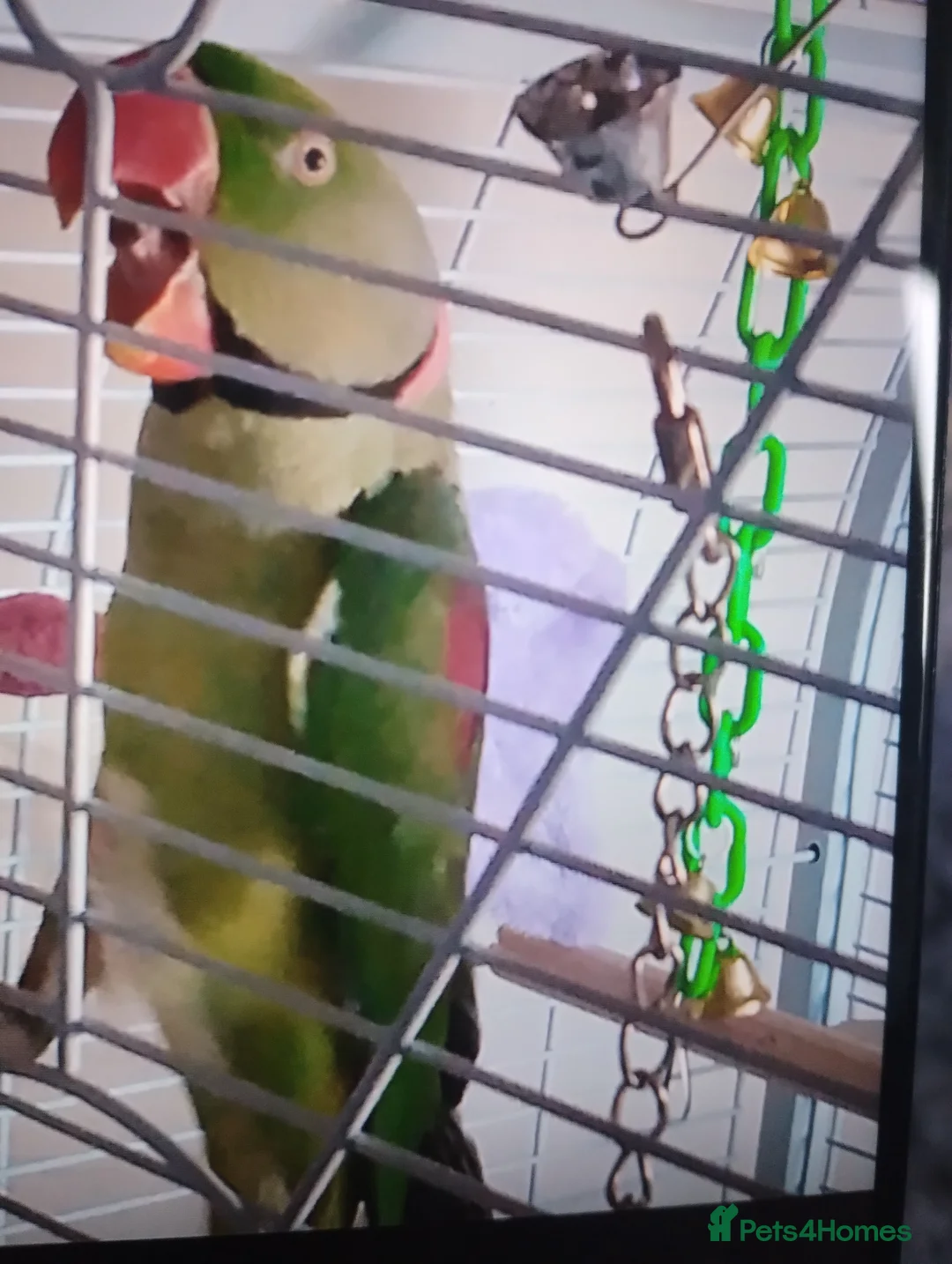 Parrots birds for sale: Male Alexander  - Advert 2