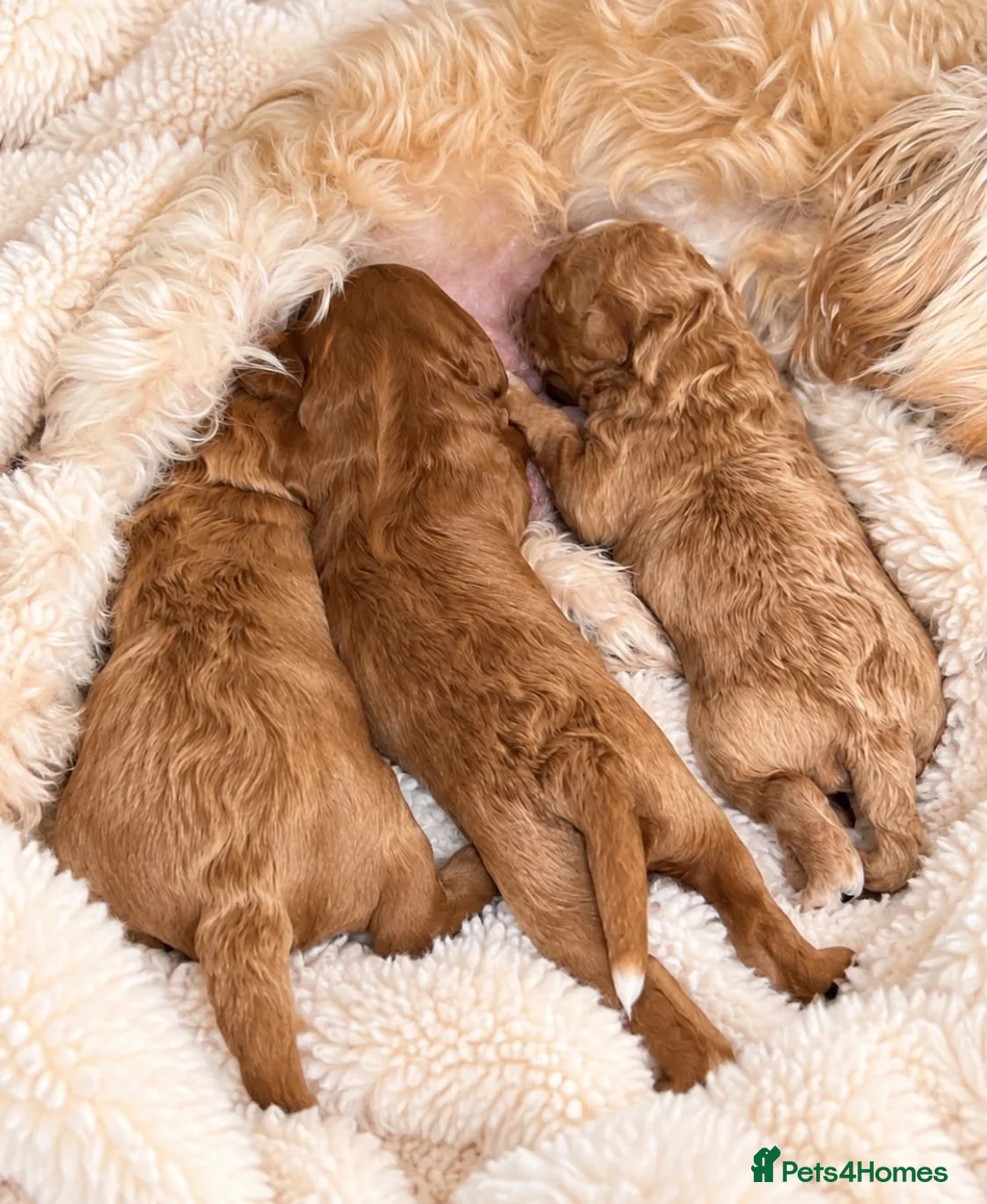 Cavapoo dogs for sale: Mum is a good natured apricot cavalier  - Advert 6
