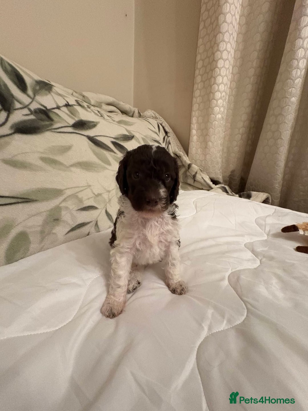 Labradoodle dogs for sale: Lovable F3B Parti Labeadoodle Puppies  - Advert 22