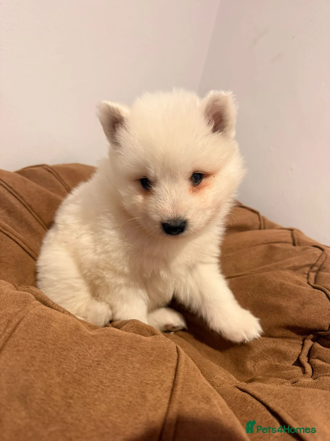 Samoyed dogs for sale: Samoyed Puppies for Sale - Advert 9