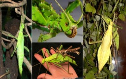 Stick Insects invertebrates for sale: Jungle Nymph Stick Insects - Large Juvenile Pair!! - Image 6