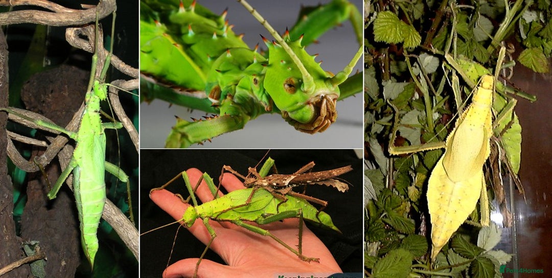 Stick Insects invertebrates for sale: Jungle Nymph Stick Insects - Large Juvenile Pair!! - Image 6