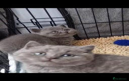 British Shorthair cats for sale: Lilac & Blue BSH Kittens Healthy GCCF Pedigree  - Image 21
