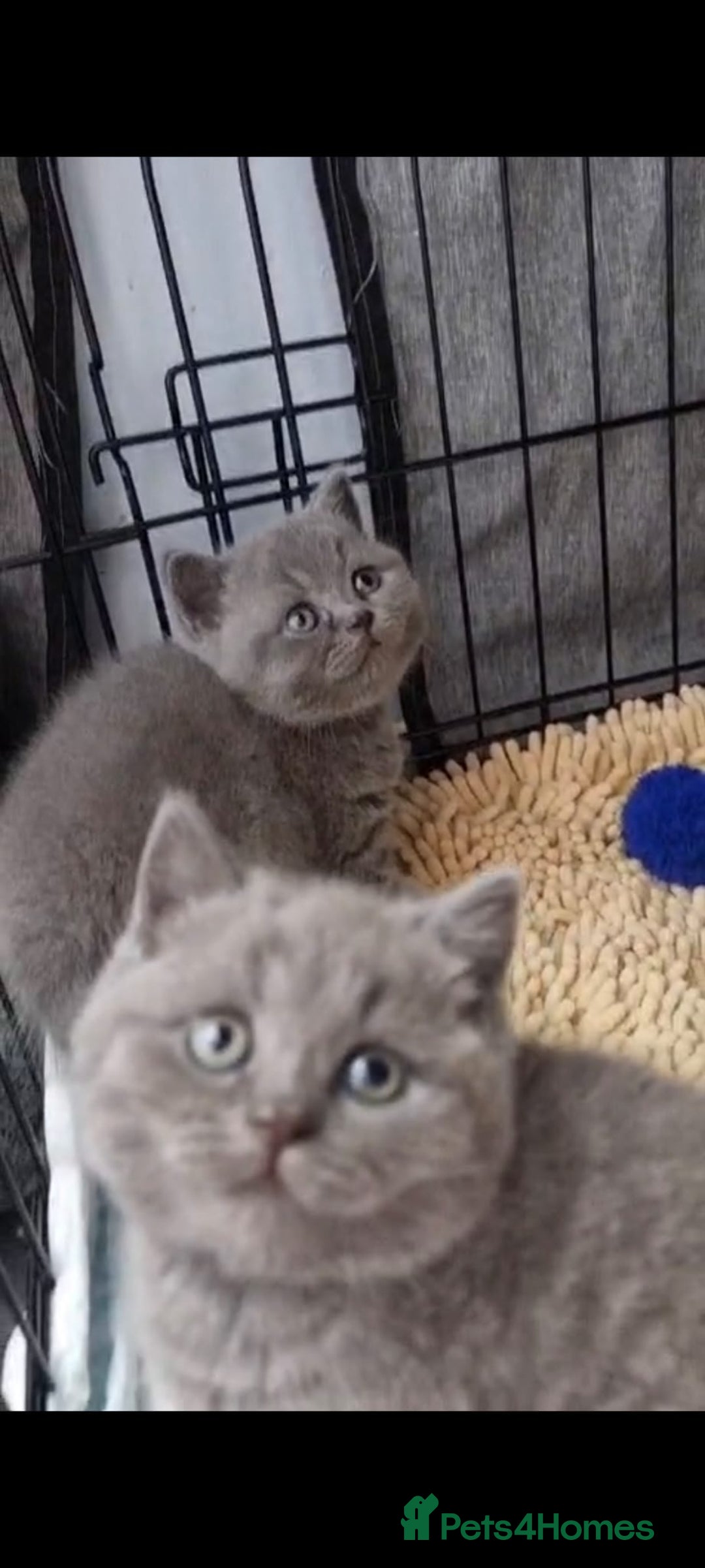 British Shorthair cats for sale: Lilac & Blue BSH Kittens Healthy GCCF Pedigree  - Image 21