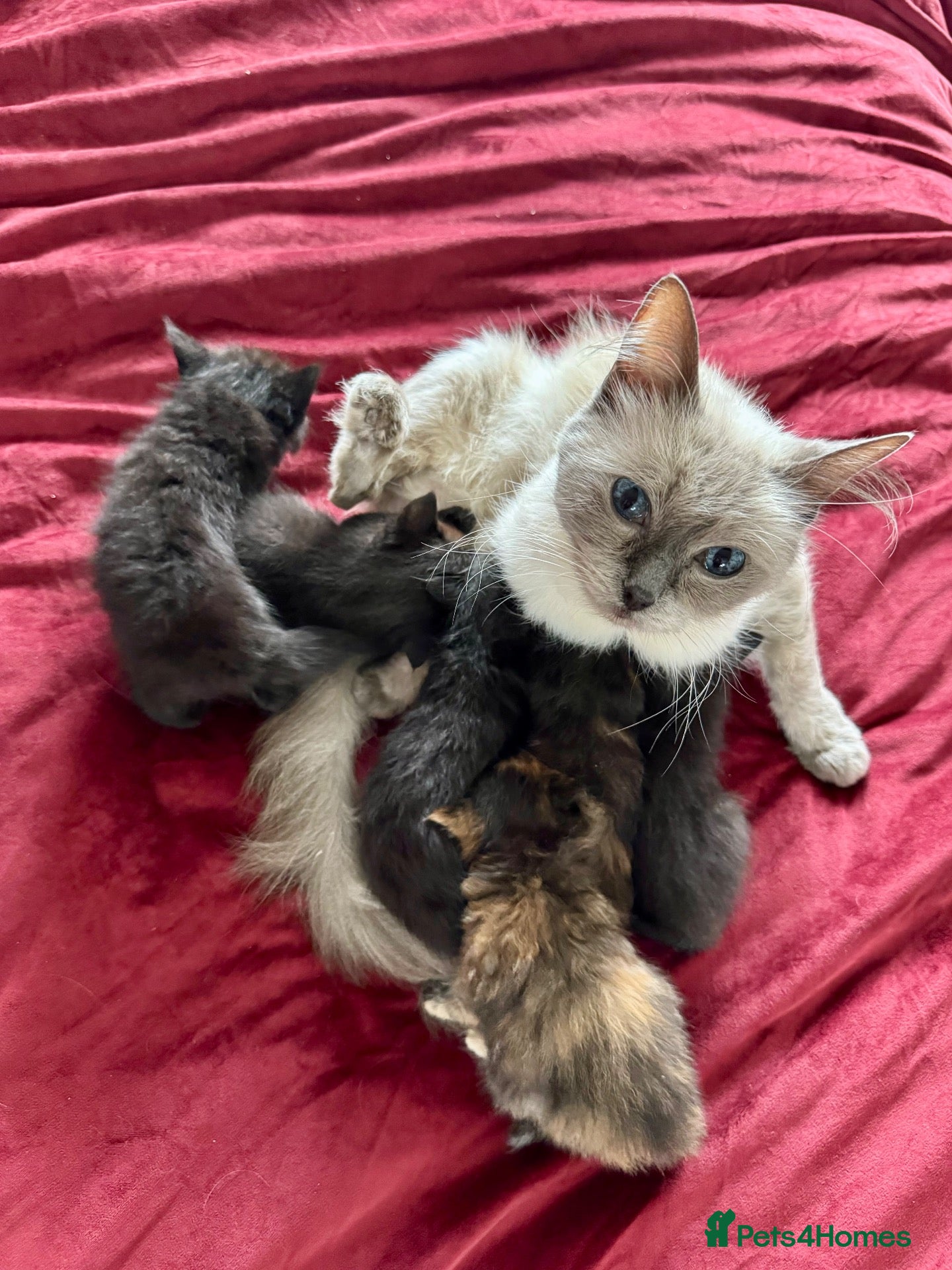 Mixed Breed cats ADORABLE 6 KITTENS. READY NOW. - Advert 11