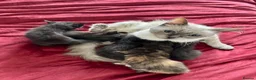 Mixed Breed cats for sale: ADORABLE 6 KITTENS. READY NOW. - Advert 7