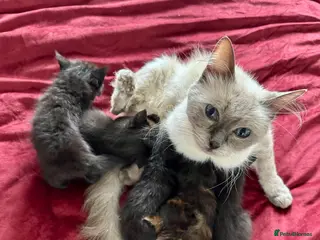 Mixed Breed cats ADORABLE 6 KITTENS. READY NOW. - Advert 1