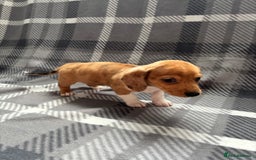 Dachshund dogs for sale: LAST 2 READY NOW Dachshund Puppies (1F, 1M) - Image 18