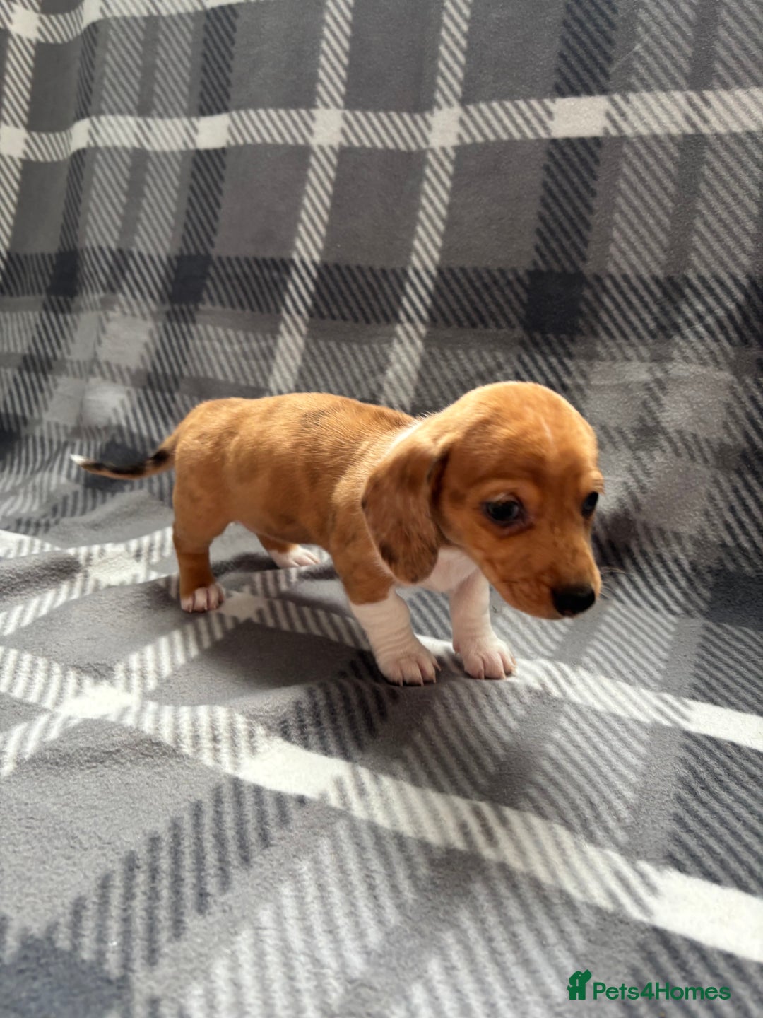 Dachshund dogs for sale: LAST 2 READY NOW Dachshund Puppies (1F, 1M) - Image 18