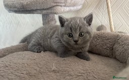 Scottish Fold cats for sale: 🐾 Scottish Fold Kittens – Sweet, Rare & Ready Now - Image 18