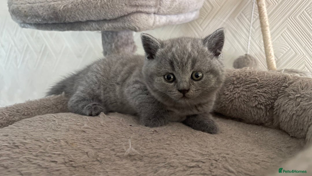 Scottish Fold cats for sale: 🐾 Scottish Fold Kittens – Sweet, Rare & Ready Now - Image 18