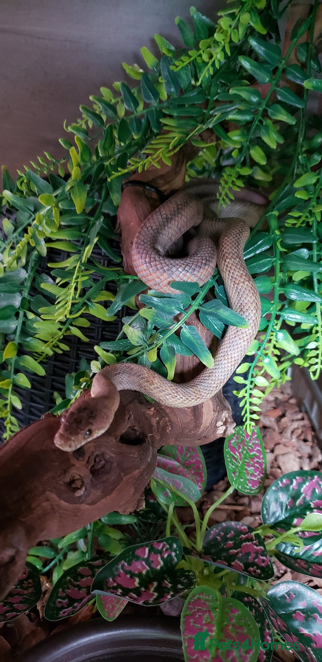 Rat Snake reptiles for sale: BAIRDS RAT SNAKE  - Image 5