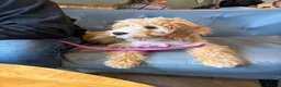 Cockapoo dogs for sale: Margo cockapoo F1 aged 6 months - Advert 6