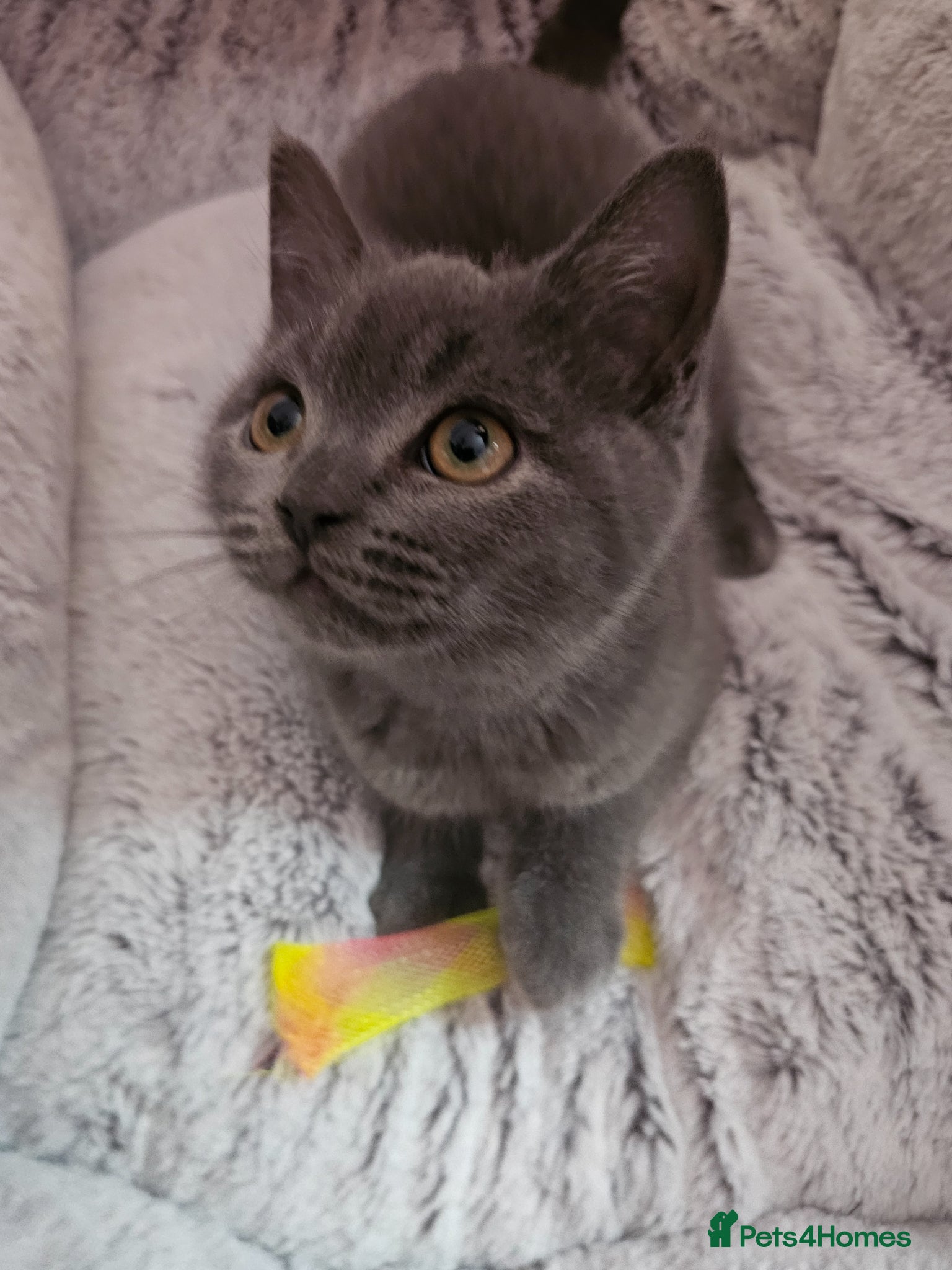 British Shorthair cats ✨️🐈 Beautiful & Sweet British Shorthair Kittens✨️ - Advert 6