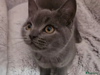 British Shorthair cats ✨️🐈 Beautiful & Sweet British Shorthair Kittens✨️ - Advert 6