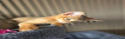 Abyssinian cats for sale: Beautiful Abyssinian Kitten  - Advert 11