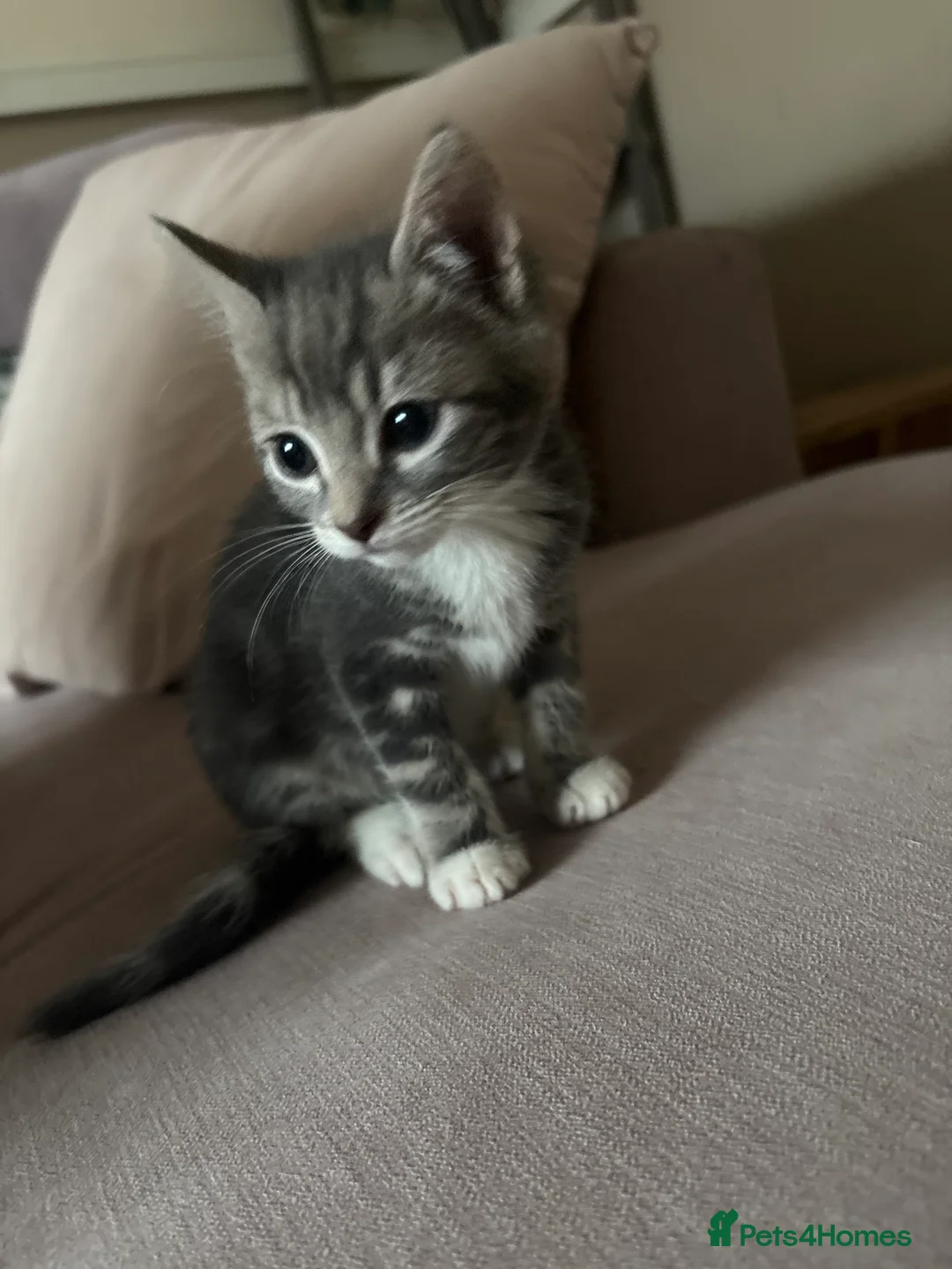 Domestic Shorthair cats for sale: 2 ginger males 1 female - Advert 2