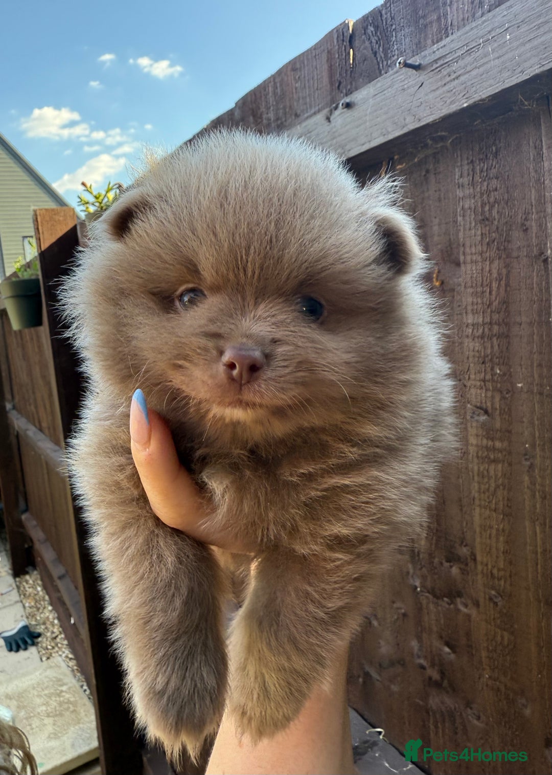 Pomeranian dogs for sale: Gorgeous Lilac Pomeranian Puppy - Image 2