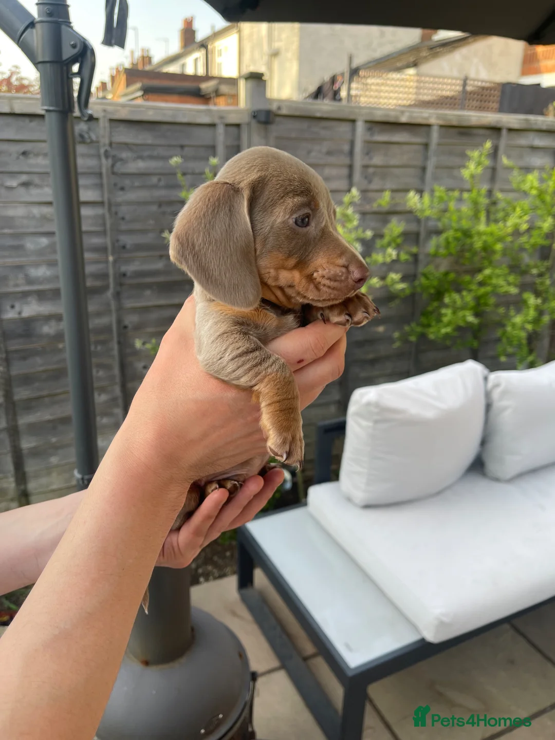 Miniature Dachshund dogs for sale: Miniature Dachshund's Isabella and Blue ❤️ - Advert 20