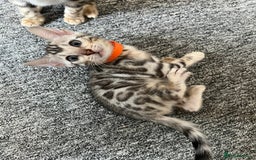 Bengal cats for sale: 🐾 TICA Registered Bengal Kittens 🐆🥰 - Image 1