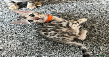Bengal cats - Advert 11