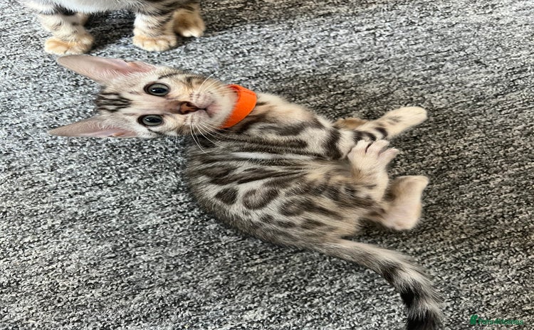Bengal cats - Advert 9