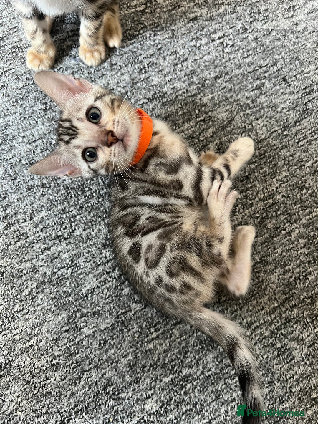 Bengal cats for sale: 🐾 TICA Registered Bengal Kittens 🐆🥰 - Image 1