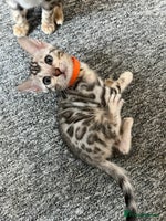 Bengal cats - Advert 6