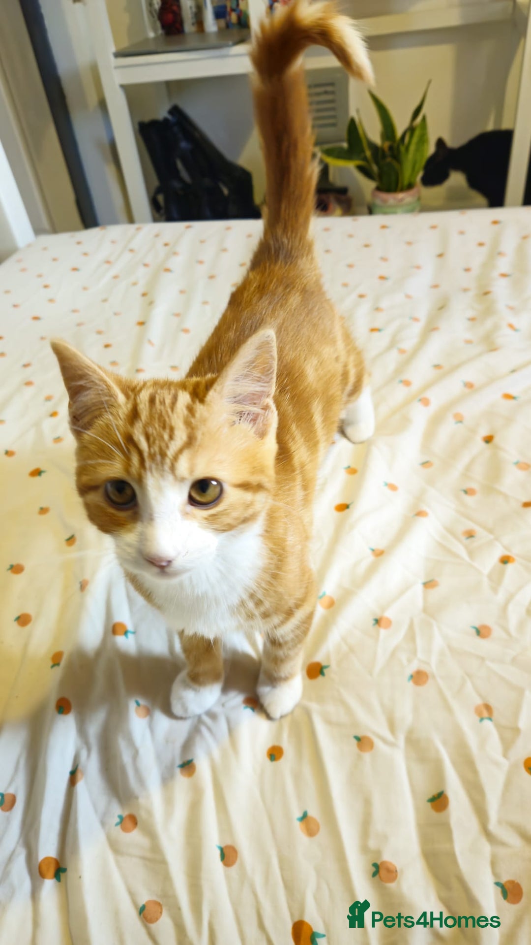 Mixed Breed cats for sale: 5 month old kitten for sale  - Advert 2