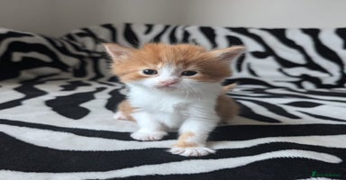 Mixed Breed cats - Advert 7