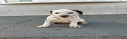 Dalmatian dogs for sale: Dalmatian beautiful - Advert 20