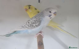Budgerigars birds for sale: Beautiful Budgies - Image 6