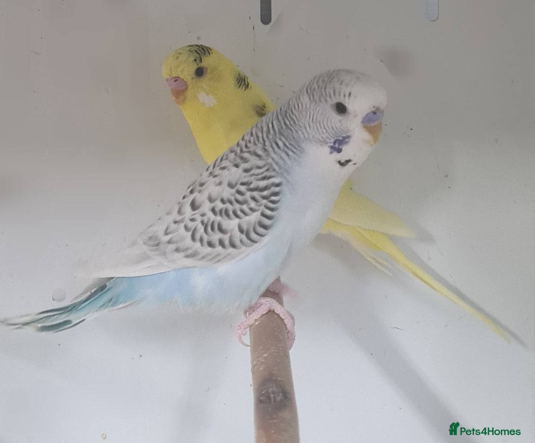 Budgerigars birds for sale: Beautiful Budgies - Image 6